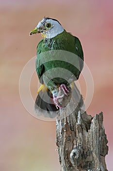 A black-naped fruit dove was resting on a weathered tree trunk. photo