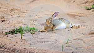 Black-naped Hare (Lepus nigricollis) resting on the sand at Yala national park, Sri Lanka