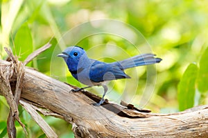 Black-naped monarch