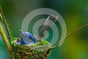 Black-naped Monarch