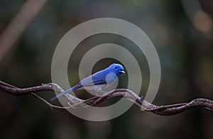 Black-naped Monarch on branch tree in forest