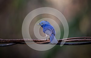 Black-naped Monarch on branch tree in forest