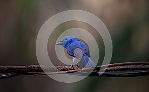 Black-naped Monarch on branch tree in forest