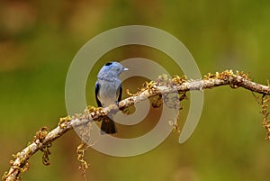 Black naped monarch flycatcher, male, Hypothymis azurea, Ganeshgudi, Karnataka, India