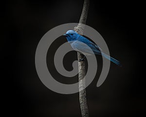 Black naped monarch, Hypothymis azurea