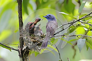 Black-naped Monarch Hypothymis azurea Nest Baby Feeding