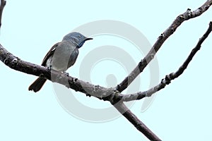 Black-naped Monarch Formal Name: Hypothymis azurea, Female photo