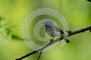 Black-naped Monarch in the rain forest