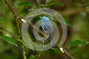 Black-naped Monarch in the rain forest