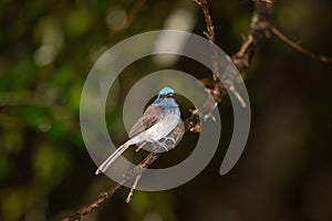 Black-naped Monarch in the rain forest