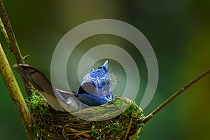 Black-naped Monarch. Small blue bird.