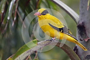 Black-Naped Oriole