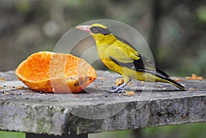 Black-naped Oriole (Oriolus chinensis).