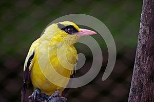 Black-naped oriole (Oriolus chinensis) on the ground