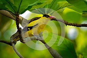 Black-naped oriole - Oriolus chinensis passerine bird in the oriole family