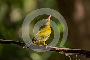 Black naped Oriole - Oriolus chinensis stand in the rain forest