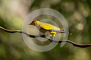 Black naped Oriole - Oriolus chinensis stand in the rain forest