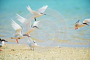 Black-naped Tern and Roseate Tern-Sterna spp. photo