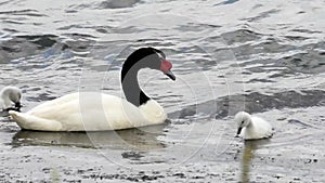 Black neck swan swimming with babies in Patagonia.