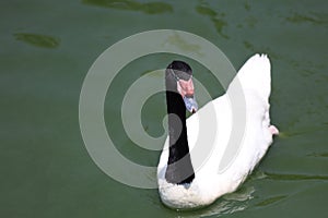 The black neck and White goose in river