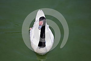 The black neck and White goose in river