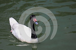 The black neck and White goose in river