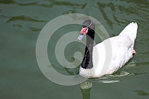 The black neck and White goose in river