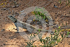 Black-necked Agama, Acanthocercus atricollis, Matopos National Park, Zimbabwe