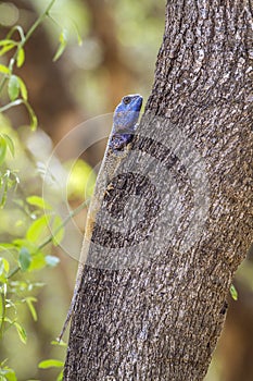 Black-necked agama in Kruger National park, South Africa