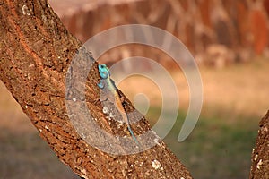 Black-necked agama resting on a tree trunk. Acanthocercus atricollis.