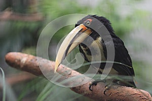 Black-necked aracari