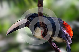 Black-necked Aracari bird