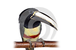 Black-necked aracari isolated on white