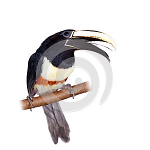 Black-necked aracari isolated on white