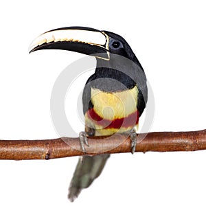 Black-necked aracari isolated on white