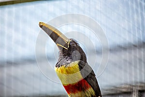 Black-necked Aracari (Pteroglossus aracari) in Vibrant Rainforest