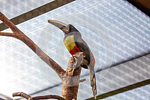 Black-necked Aracari (Pteroglossus aracari) in Vibrant Rainforest