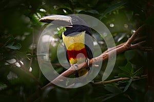 Black-necked aracari, Pteroglossus aracari, Vicosa, Brazil