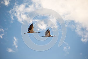 Black-necked crane couple flying over Phobjikha valley, Bhutan