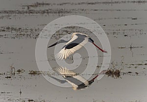 Black-necked Crane in Flight at Bharatpur Bird Sanctuary,Rajasthan,India