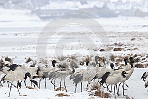 Black necked crane (Grus nigricollis) on Da Shan Bao in Yunnan China