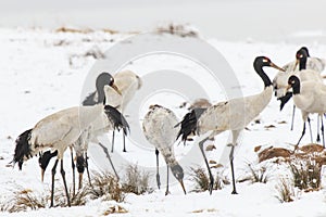 Black necked crane (Grus nigricollis) on Da Shan Bao in Yunnan China