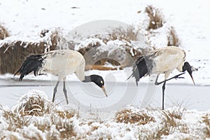 Black necked crane (Grus nigricollis) on Da Shan Bao in Yunnan China