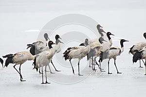 Black necked crane (Grus nigricollis) on Da Shan Bao in Yunnan China