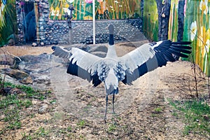 A black-necked crane with open wings and a clipped wing against a background of bushes.