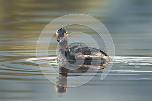 Black-necked or Eared Grebe in Tijuana on Overcast Spring Day. Close-up portrait