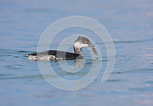 Black-necked Grebe