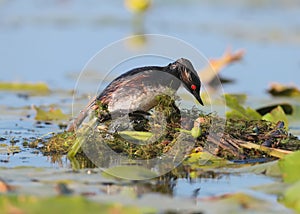 Black necked grebe constantly improving its nest