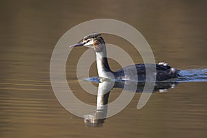 Black-necked grebe couple, podiceps nigricollis, courtship ritual