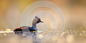 The black-necked grebe or eared grebe Podiceps nigricollis floats on the sunlit water surface